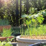 La permaculture 2 (avancée), une culture en émergence 